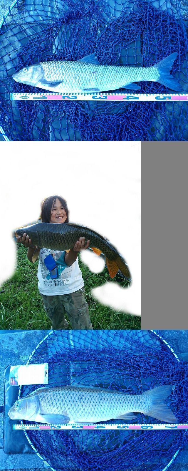 コラム 冬の鯉釣りを効率よく楽しむ為にはというお話をします でんでんまるのブログ 旧記事倉庫