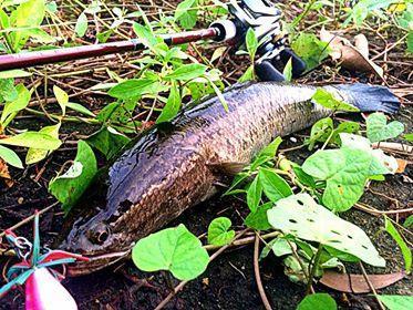 コラム]ライヒーとカムルチーのハイブリッドについて: でんでんまるのブログ（旧記事倉庫）